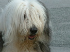 Bobtail - Pal (2352 visits) Bobtail - Pal
